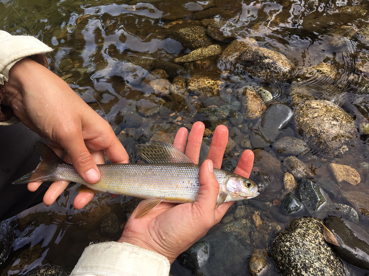 Fly fishing